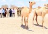 Qaar ka Mid ah Golaha Wasiirrada Dowladda Jubbaland oo Deeq Neefaf Geel ah ku Wareejiyay Ciidanka Daraawiishta ee ku Sugan Degmada Ceelwaaq.