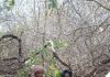 Two Al‑Shabaab Militants Surrender to Jubbaland and Somali National Forces in Baar‑Sanguuni