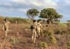 Halyeeyada Ciidanka Nabadsugidda Dowladda Jubbaland iyo Ciidanka Xoogga Dalka Soomaaliyeed ayaa howlgalo culus ka wada deegaannada hoos yimaada degmada Jamaame ee gobolka Jubbada Hoose.