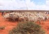 Jubbaland Ministry Of Religious Affairs Oversees Eid al-Adha Meat Distribution to Support Vulnerable Families