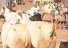 Jubbaland Issues Public Advisory on Safe Livestock Slaughter Ahead of Eid