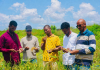 Wasaaradda beeraha iyo waraabka dowladda Jubbaland oo si guul leh u soo gabagabeysay tijaabadii saddexaad ee abuurka bariiska