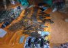 Jubbaland Forces and Somali National Army’s Danab Commandos Conduct Operations in Lower Jubba region